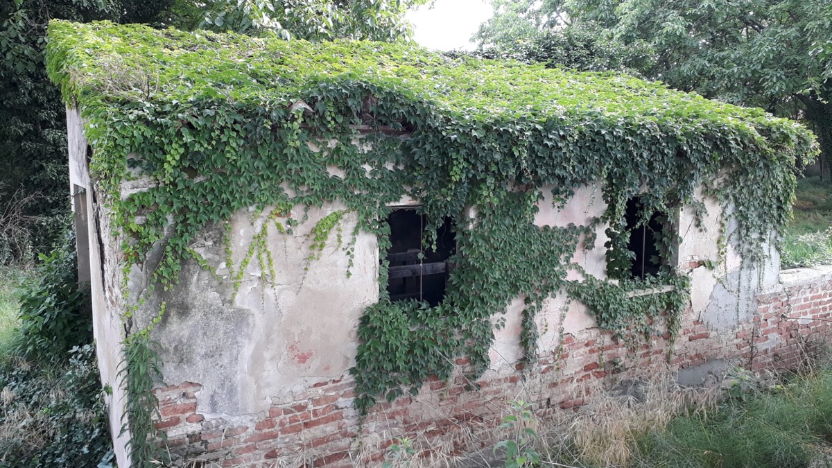 Il fabbricato rurale invaso dalla vegetazione, prima dell'intervento